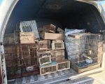 Animais silvestres foram resgatados de situações de cativeiro ilegal ou de exposição à venda em feiras livres | Foto: Ascom PMAL